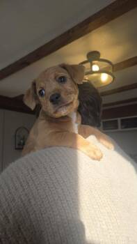 Mixed Breed Dogs Available for Adoption - Vrabel | PetCurious