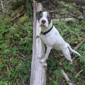 Rescue Mixed Breed Dogs for Adoption in Washougal, Washington - Emerald | PetCurious
