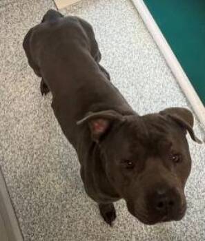 American Bully Dogs Available for Adoption - Myles | PetCurious