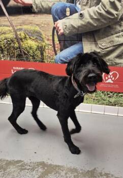 Sassy -  Bouvier Des Flandres Dog for Adoption in Lafayette, Indiana - Sassy | PetCurious
