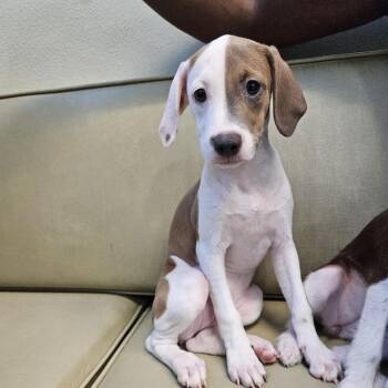 Sara 54075 -  Pit Bull Terrier Dog for Adoption in Las Vegas, Nevada - Sara 54075 | PetCurious