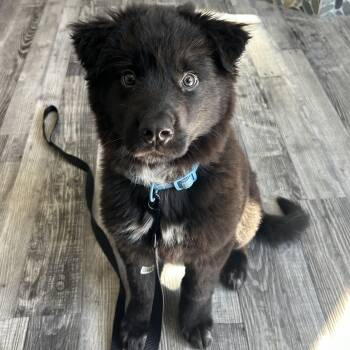 Border Collie and Great Pyrenees Dogs Available for Adoption in St. Louis, Missouri - Chewy | PetCurious