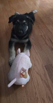 Jackson 7317 -  German Shepherd Dog Dog Available for Adoption in Centreville, Virginia - Jackson 7317 | PetCurious