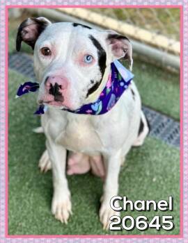 CHANEL -  Terrier and American Bulldog Dog for Adoption in Marietta, Georgia - CHANEL | PetCurious