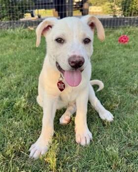 Labrador Retriever and Mixed Breed Dogs Available for Adoption in Malvern, Pennsylvania - Riley | PetCurious