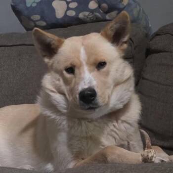 Husky and Shepherd Dogs Available for Adoption in Brainerd, Minnesota - Everest | PetCurious