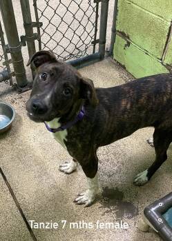 Tanzie -  Bulldog Dog for Adoption in Fort Payne, Alabama - Tanzie | PetCurious