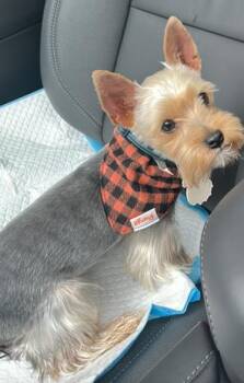 Arlowe -  Yorkshire Terrier Dog for Adoption in Tulsa, Oklahoma - Arlowe | PetCurious