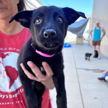 Hot pink collar female -  Mixed Breed Dog for Adoption in Bismarck, North Dakota - Hot Pink Collar Female | PetCurious