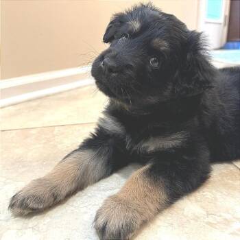 Shepherd Dogs Available for Adoption in Chattanooga, Tennessee - Hyacinth | PetCurious