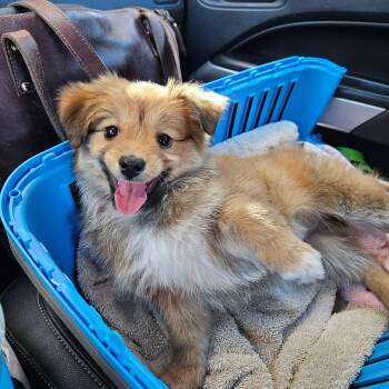 Pomeranian and Chihuahua Dogs Available for Adoption in Lafayette, California - Blossom | PetCurious