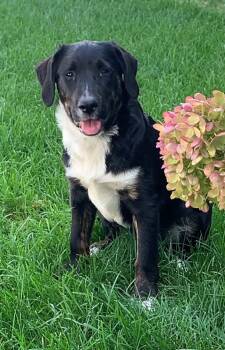 Rescue Australian Shepherd Dogs for Adoption in Evansville, Wisconsin - AILEENE | PetCurious