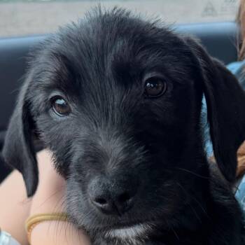 Schnauzer and Mixed Breed Dogs Available for Adoption in Belleville, Illinois - Damon | PetCurious