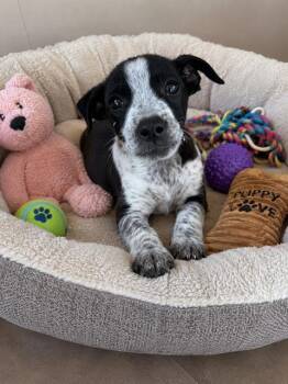Australian Cattle Dog Blue Heeler Dogs Available for Adoption in Globe, Arizona - GIZMO | PetCurious