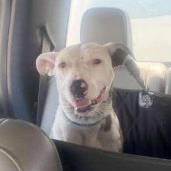 SSAW-Stray-23316 -  Australian Shepherd and Mixed Breed Dog for Adoption in Sand Springs, Oklahoma - SSAW-Stray-23316 | PetCurious