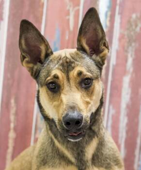 Rescue Basset Hound and Shepherd Dogs for Adoption in Casa Grande, Arizona - Milo | PetCurious