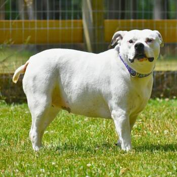 Gertrude -  Mixed Breed Dog for Adoption in Mebane, North Carolina - Gertrude | PetCurious
