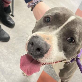 Goose -  Mixed Breed Dog for Adoption in Philadelphia, Pennsylvania - Goose | PetCurious