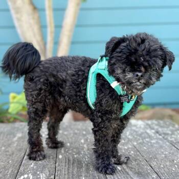 Shih Tzu and Poodle Dogs Available for Adoption - Breeze (was Oscar) | PetCurious