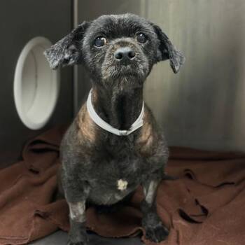 Wheaten Terrier Dogs Available for Adoption in Conroe, Texas - MATILDA | PetCurious