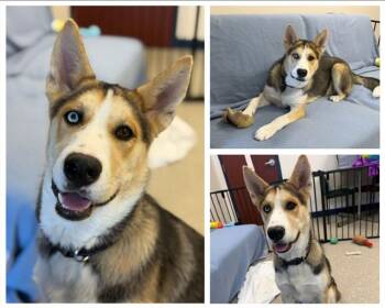 ROD THE STUNTMAN -  German Shepherd Dog and Husky Dog for Adoption in Fort Wayne, Indiana - ROD THE STUNTMAN | PetCurious