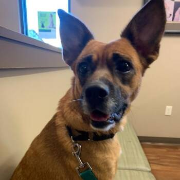 Rescue Shepherd Dogs for Adoption in Ottawa Hills, Ohio - Carolina Gold | PetCurious