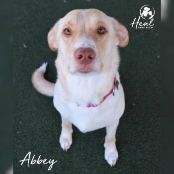Retriever Dogs Available for Adoption - Abbey | PetCurious