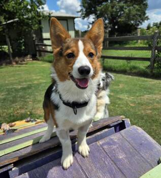 Tate -  Pembroke Welsh Corgi Dog for Adoption in Guthrie, Oklahoma - Tate | PetCurious