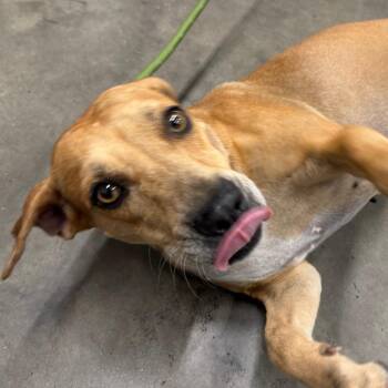 Stella 1 -  Hound Dog for Adoption in Tampa, Florida - Stella 1 | PetCurious