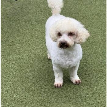 ESSEX -  Cockapoo Dog for Adoption in Norwalk, Connecticut - ESSEX | PetCurious