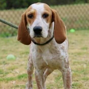 Faith -  Hound Dog for Adoption in Aldie, Virginia - Faith | PetCurious