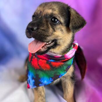 Alma -  Shepherd and Australian Kelpie Dog for Adoption in Boerne, Texas - Alma | PetCurious
