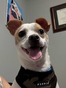 Rescue Terrier and Mixed Breed Dogs for Adoption in New Orleans, Louisiana - Squirt | PetCurious