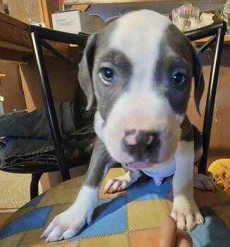 Smokey -  American Staffordshire Terrier Dog for Adoption in Manchester, Connecticut - Smokey | PetCurious