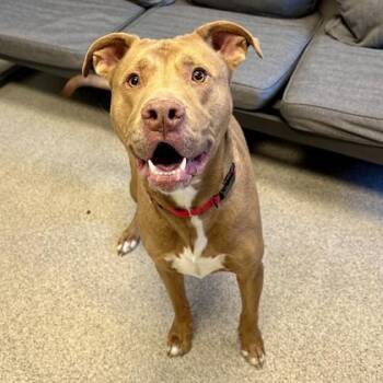Mixed Breed Dogs Available for Adoption in Lansing, Michigan - Rosco | PetCurious
