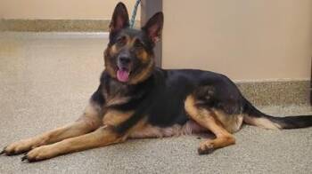 Layla -  German Shepherd Dog Dog for Adoption in Kansas City, Missouri - Layla | PetCurious