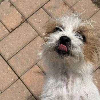Zev -  Terrier Dog Available for Adoption in Dallas, Texas - Zev | PetCurious