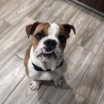 Waffles -  English Bulldog Dog for Adoption in Warren, Rhode Island - Waffles | PetCurious