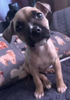 Rhodesian Ridgeback and Pharaoh Hound Dogs Available for Adoption in Tonawanda, New York - Marley | PetCurious