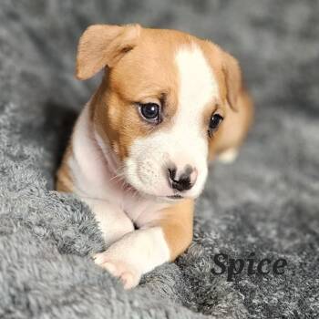 Rescue Mixed Breed Dogs for Adoption in Fairfax Station, Virginia - Spice | PetCurious