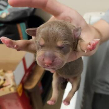 1_2_3 -  Mixed Breed Dog for Adoption in Lake Panasoffkee, Florida - 1_2_3 | PetCurious
