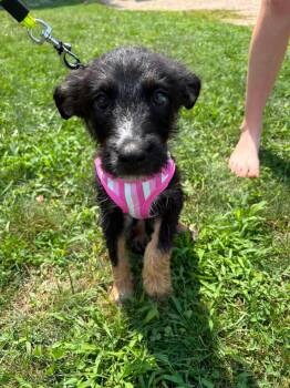 Diva -  Mixed Breed Dog for Adoption in Monticello, New York - Diva | PetCurious