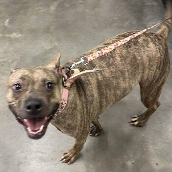 Tia (Mia) -  Terrier Dog for Adoption in Tampa, Florida - Tia (Mia) | PetCurious