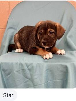 Cattle Dog and Terrier Dogs Available for Adoption in Bothell, Washington - Star | PetCurious