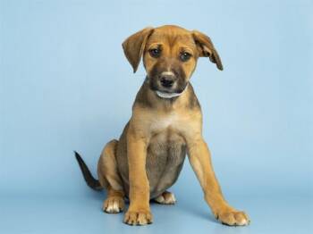 German Shepherd Dog Dogs Available for Adoption in Phoenix, Arizona - BUBBLES | PetCurious