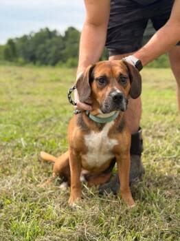 Gravy -  Beagle Dog for Adoption in Aurora, Indiana - Gravy | PetCurious