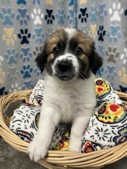 REVERSE -  Great Pyrenees and Saint Bernard Dog for Adoption in Rosenberg, Texas - REVERSE | PetCurious