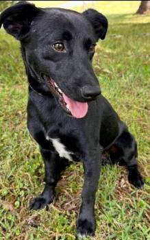 Jack Russell Terrier and Labrador Retriever Dogs Available for Adoption in Washington, District Of Columbia - Melvin | PetCurious