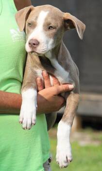 Alaska -  American Staffordshire Terrier Dog for Adoption in North Fort Myers, Florida - Alaska | PetCurious