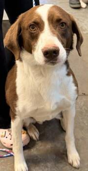 Australian Shepherd and Mixed Breed Dogs Available for Adoption in Bowling Green, Kentucky - Rudy | PetCurious